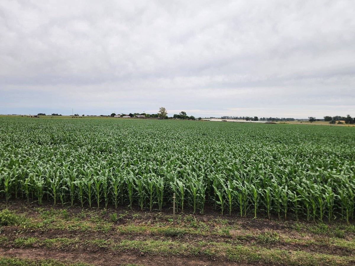 MAÍCES KWS
KM 4020 Viptera 3
KWS 13-160 Viptera 3
KWS 19-120 Viptera 3
KWS 60-050 Viptera 3 CL

Esperando la siembra de la tardía!!
Buena  ⁦<a href="/roycooper/">Roy Cooper</a>⁩ 

Recuerde..el Éxito se puede sembrar!! 

⁦@KWSarg⁩ ⁦<a href="/IbfNegocios/">IBF Negocios</a>⁩ ⁦<a href="/GDMSeeds/">GDM</a>⁩ ⁦@federicobellen1