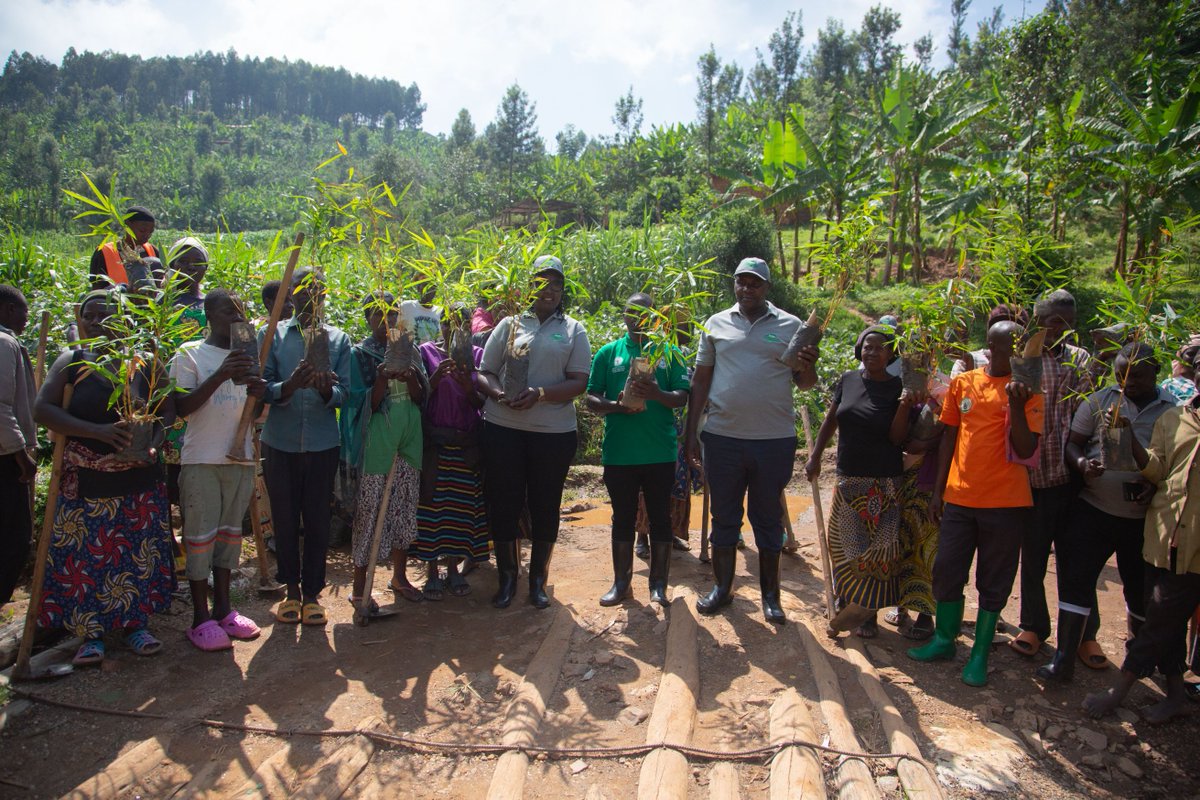 RwandaRoam's tweet image. Today, ROAM team joined the farmers in Rutsiro district, Mushubati sector to lauch the tree planting where 84000 trees are to be planted before the end of the year 2024. #TerraFundforAFR100 #climateresilient #landscaperestoration #sustainableagriculturesystem