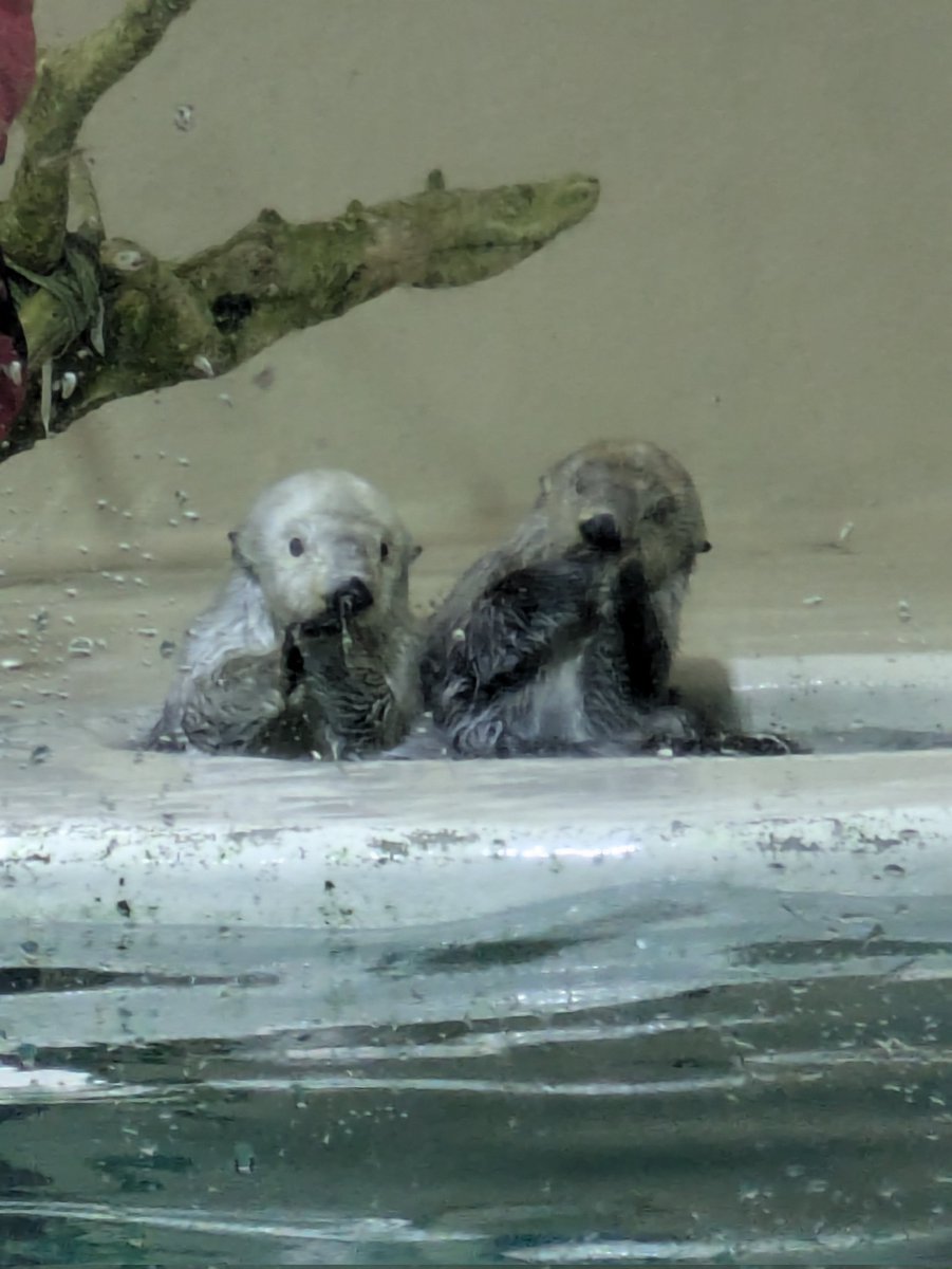 reopynkarin's tweet photo. @nodacry 私も先週行ってきました！
ラッコグッズ買いましたか？
#鳥羽水族館 
#ラッコ https://t.co/pDQkvLdM5g