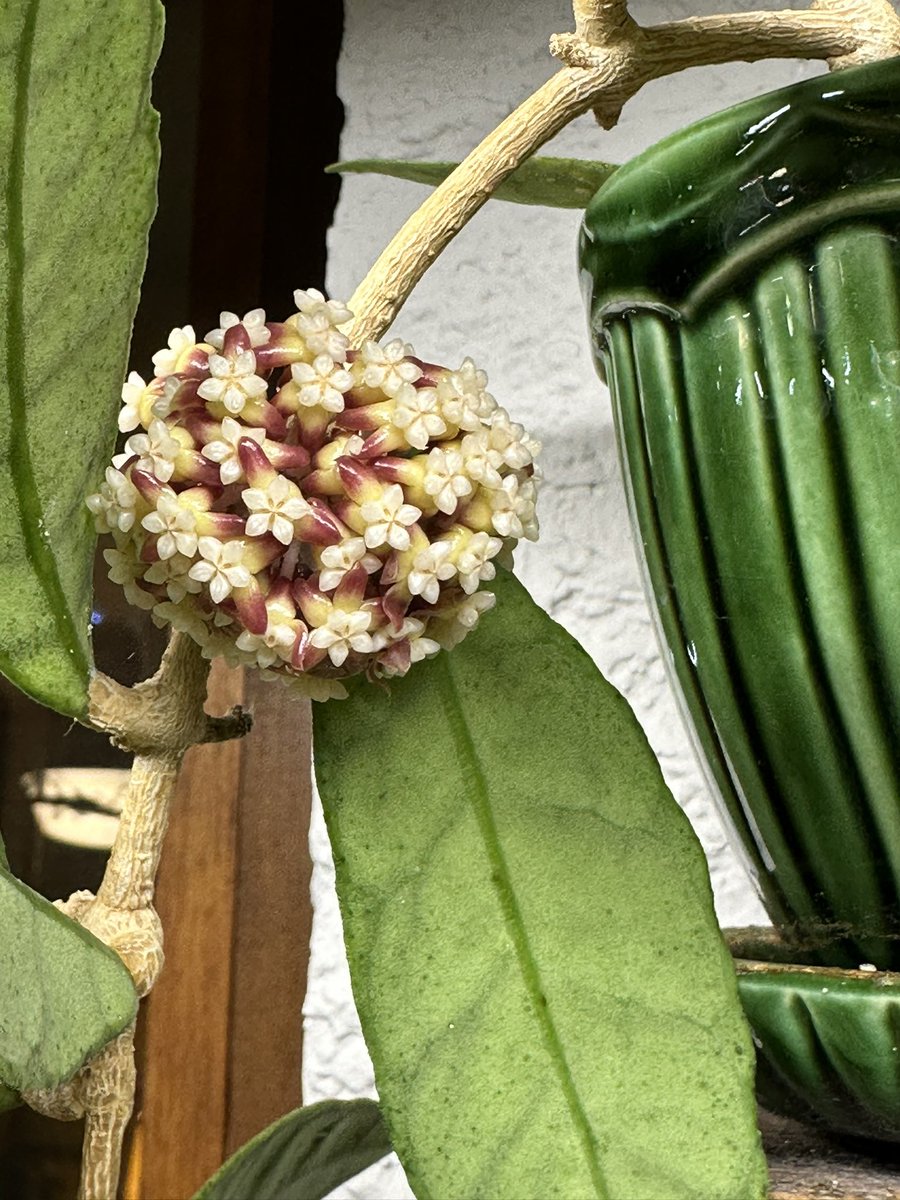 houseplanthour's tweet photo. My Hoya callistophylla is blooming for the first time! 🎉💚 #Houseplanthour https://t.co/QFfDIXwyex