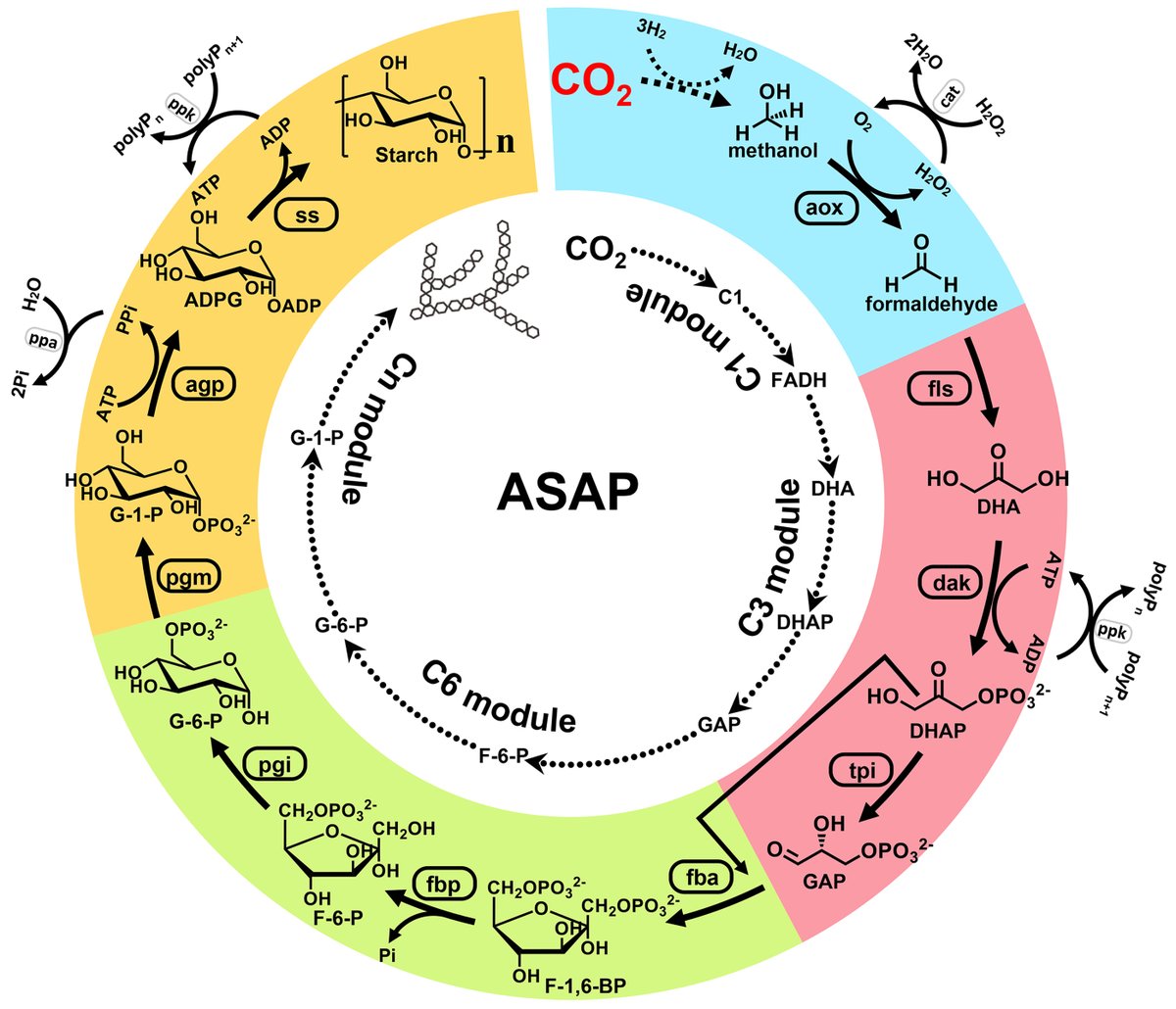 ScienceMagazine's tweet photo. From carbon dioxide to starch—no plants required.

In Science, researchers developed a cell-free method of synthesizing starch from CO2 and hydrogen using a combination of chemical catalysts and a carefully selected set of enzymes. Learn more: https://t.co/22Feuebuum #ScienceMagArchives