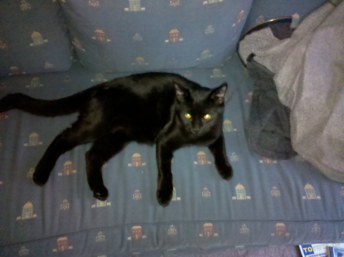 SploomGaming's tweet image. Had to put my cat Issac down this morning. Kidney failure that progressed rapidly. He had 15 good years though. Gonna miss my boy.