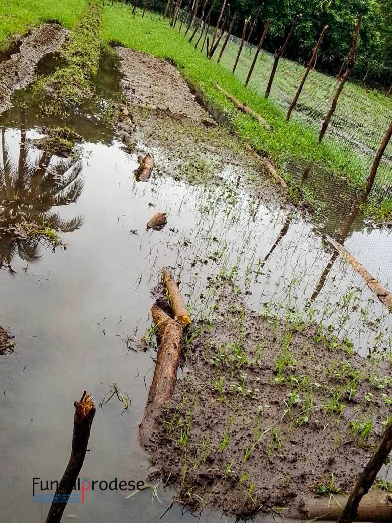 funsalprodese's tweet photo. 🌧️Tormenta Sara impacta San Vicente Sur, distrito de Tecoluca.
Graves pérdidas en cultivos esenciales: maíz, tomate, chile, pepino, sandía, rábano, repollo, frijol de matocho y cebolla. 🌽🌱
Un golpe duro para la economía familiar rural. #ResilienciaClimática #Funsalprodese https://t.co/OdYOO7IBtm