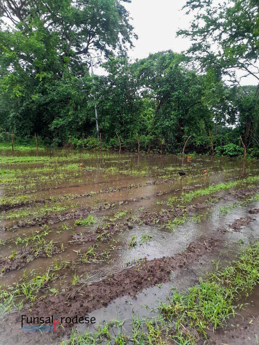 funsalprodese's tweet photo. 🌧️Tormenta Sara impacta San Vicente Sur, distrito de Tecoluca.
Graves pérdidas en cultivos esenciales: maíz, tomate, chile, pepino, sandía, rábano, repollo, frijol de matocho y cebolla. 🌽🌱
Un golpe duro para la economía familiar rural. #ResilienciaClimática #Funsalprodese https://t.co/OdYOO7IBtm