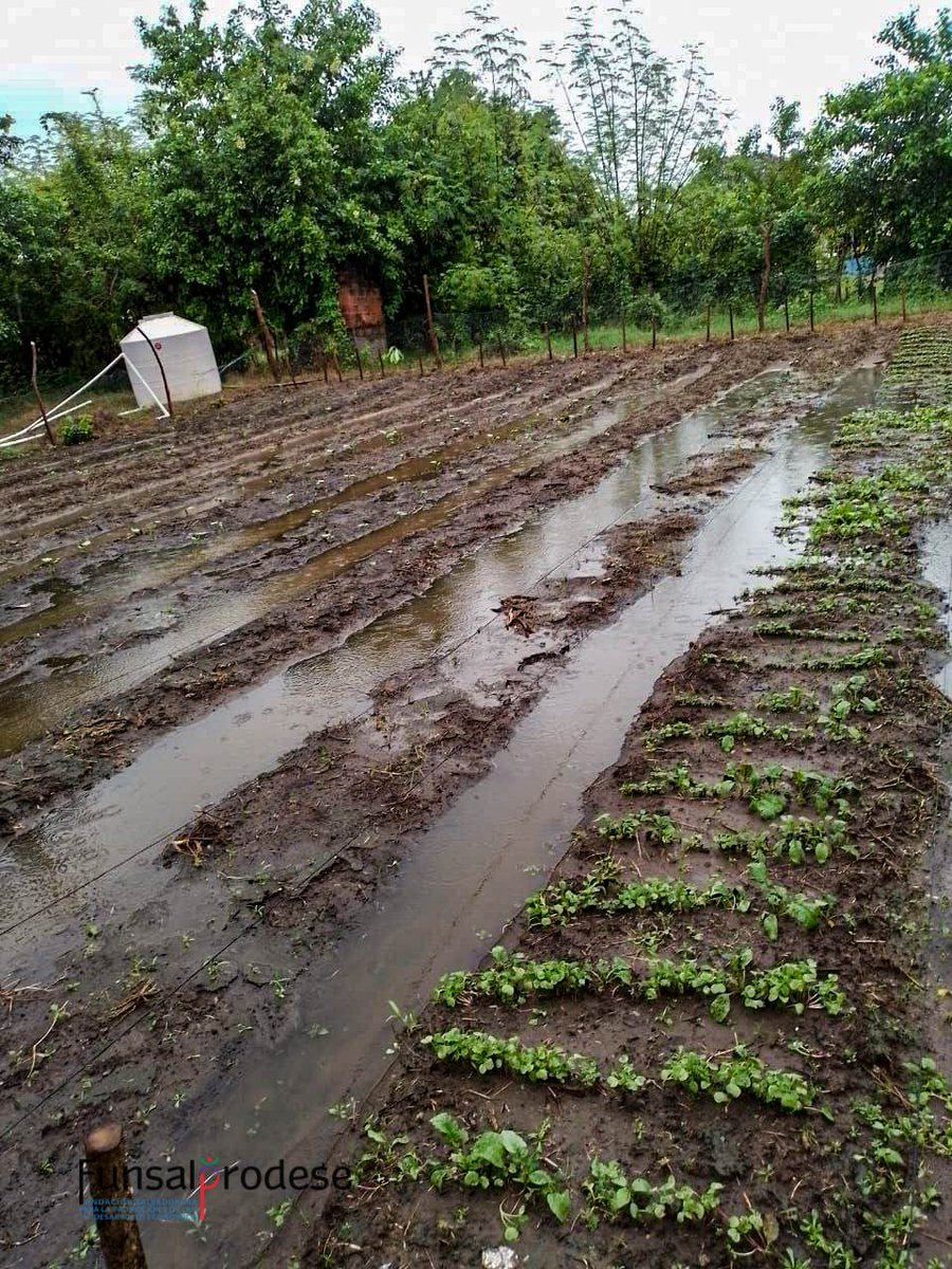 funsalprodese's tweet photo. 🌧️Tormenta Sara impacta San Vicente Sur, distrito de Tecoluca.
Graves pérdidas en cultivos esenciales: maíz, tomate, chile, pepino, sandía, rábano, repollo, frijol de matocho y cebolla. 🌽🌱
Un golpe duro para la economía familiar rural. #ResilienciaClimática #Funsalprodese https://t.co/OdYOO7IBtm