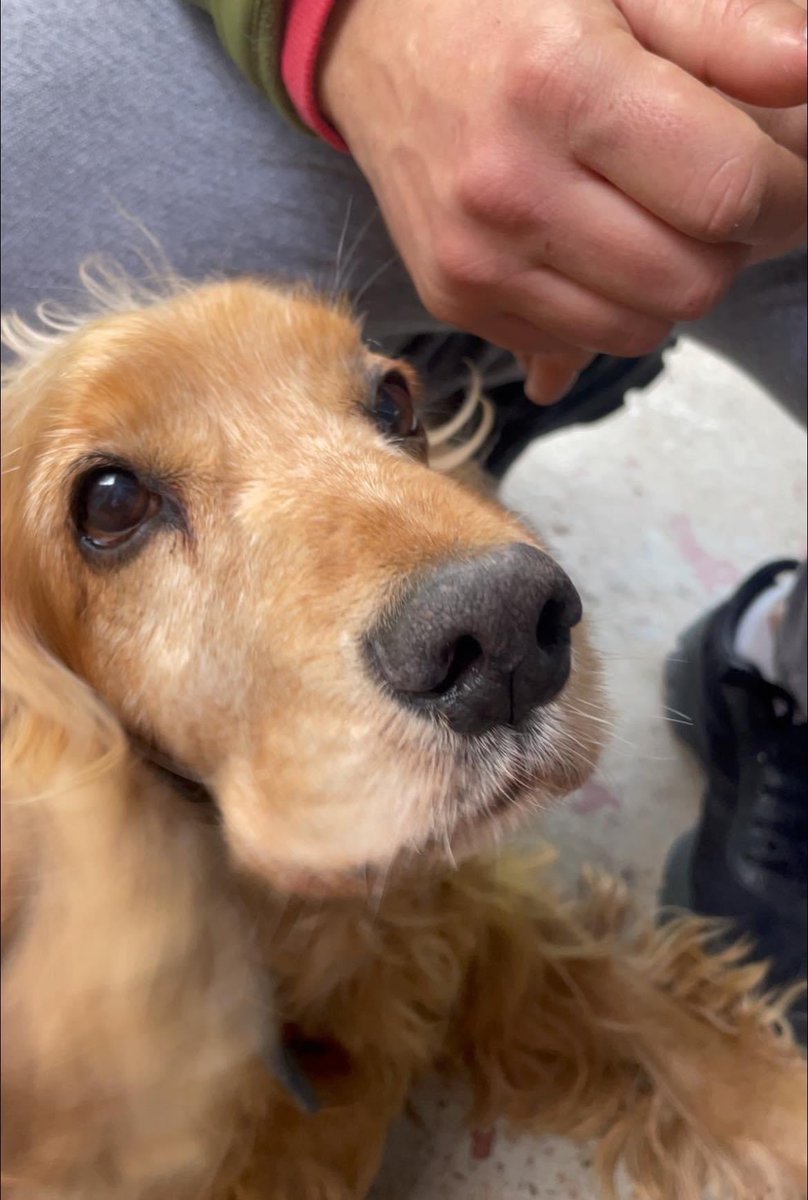 v413n7in4's tweet photo. COCKER PERDIDO 

Puede estar en cualquier parte, visto aparentemente por última vez en Las Vegas norte el domingo al mediodía. Difundir en todo grupo de la zona, TODO AYUDA

🚨🚨🚨🚨🚨🚨🚨🚨🚨🚨🚨🚨🚨

Muchas gracias https://t.co/wdjknbs5yh