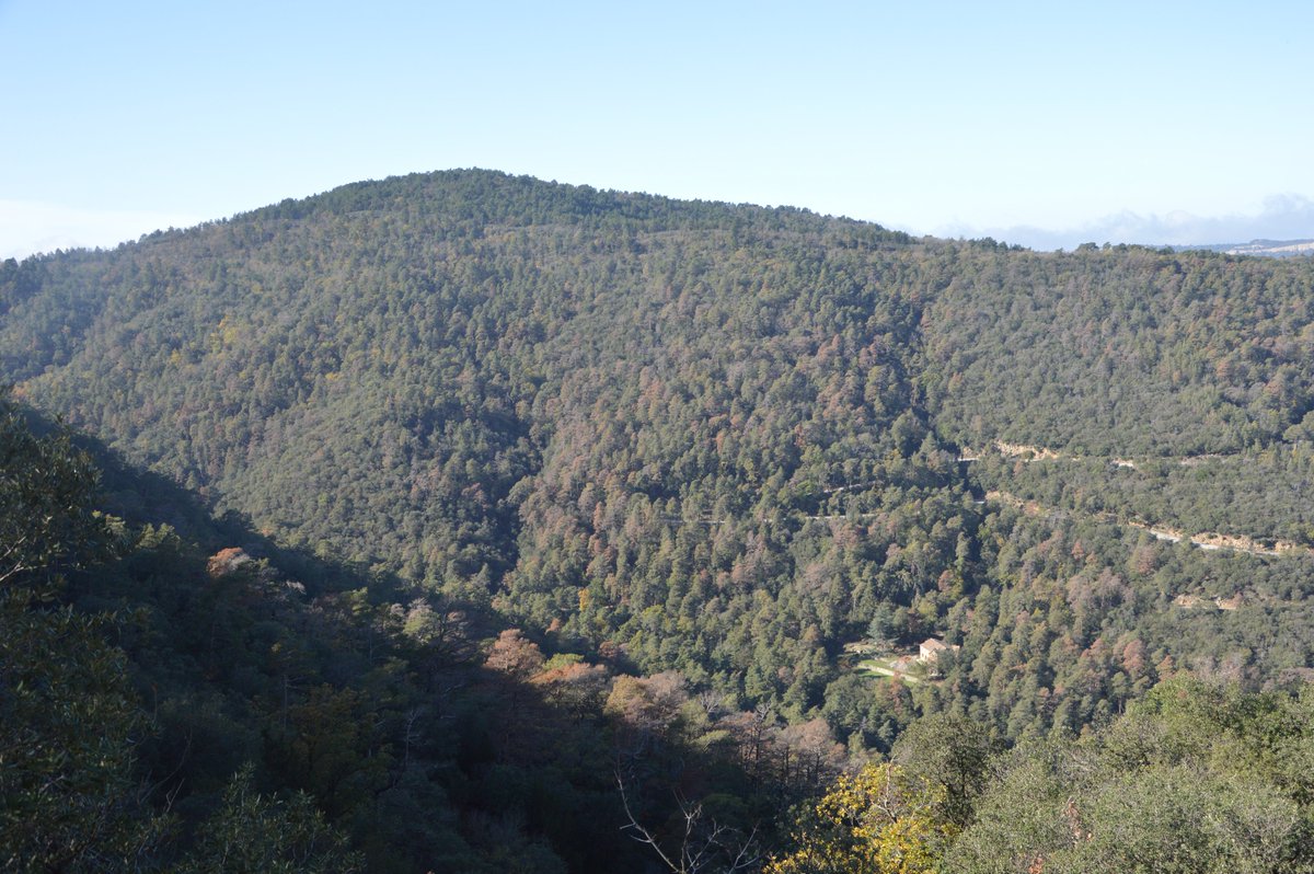 faginea's tweet photo. Al hilo de esta foto que aparece en la cartelería de la Casa Forestal del Tillar, en el bosque de Poblet, podemos hacer una comparación con la situación actual del monte (derecha).
El #bosqueprotector que obró Reig i Palau se nos está yendo, o mejor dicho, está cambiando https://t.co/yrux9MR7k3