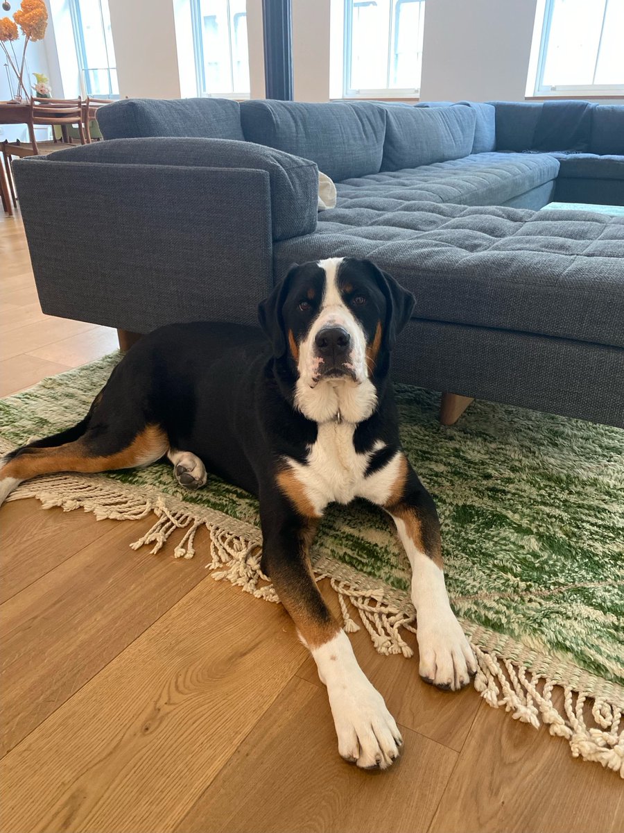 Long shot, but if you’re sticking around NYC for thanksgiving, this guy needs a dog sitter for 3 days (Thurs-sat). He’s fantastic company, he will let you cuddle him, and of course we’ll pay you…DMs open