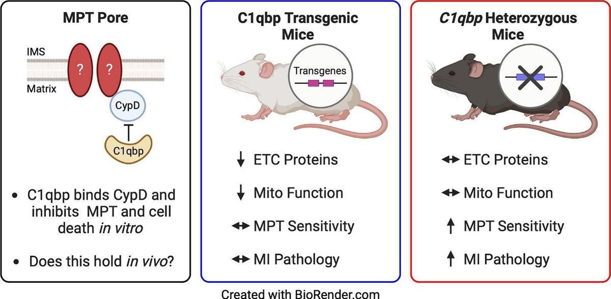 Journal of Molecular and Cellular Cardiology (@jmccardiology) on Twitter photo Christopher Baines & colleagues show that Endogenous complement 1q binding protein (C1qbp) regulates mitochondrial permeability transition and post-myocardial infarction remodeling and dysfunction. Read: buff.ly/3ZeNLEM
<a href="/k8weeks/">Dr Kate Weeks</a> @vagnozzirj @monikagladka <a href="/ELS_Cardiology/">Elsevier Cardiology</a> Christopher Baines & colleagues show that Endogenous complement 1q binding protein (C1qbp) regulates mitochondrial permeability transition and post-myocardial infarction remodeling and dysfunction. Read: buff.ly/3ZeNLEM
<a href="/k8weeks/">Dr Kate Weeks</a> @vagnozzirj @monikagladka <a href="/ELS_Cardiology/">Elsevier Cardiology</a>