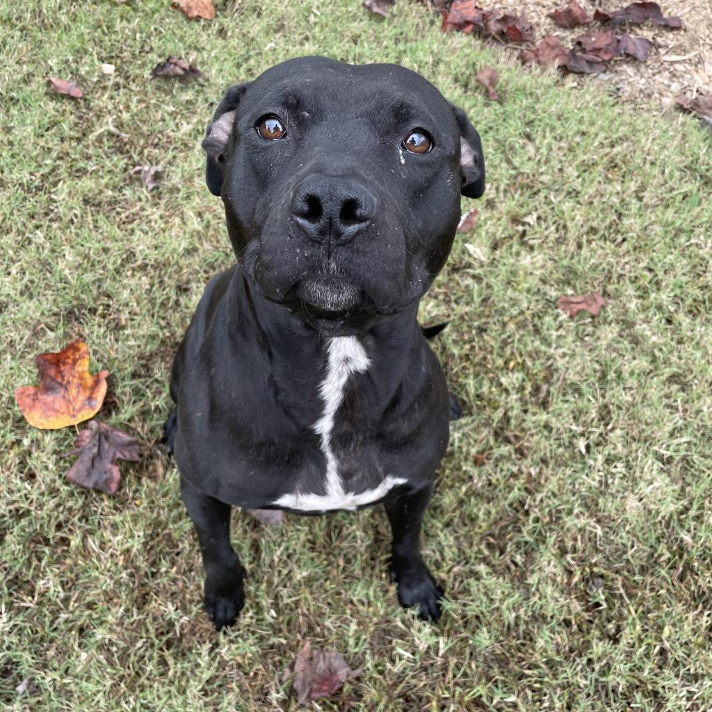 GvlAnimalCare's tweet photo. This week's #TeamFavoriteTuesday is MAMA BEAR!! 🐻🎀 She is an absolute joy, and a personal favorite here at Animal Care. She's 3 years old, fixed &amp; ready to go home TODAY! 

If you're looking for a relaxed, affectionate companion, Mama Bear might just be your perfect match https://t.co/Z45pJ6lpOz