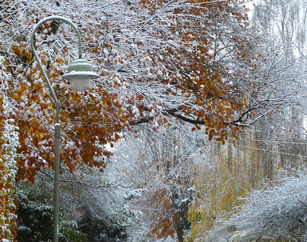 A touch of Narnia about #Oxford today❄️
I love the autumn colours - golden beech &amp; yellow birch - showing through the snow❄️🍂💛