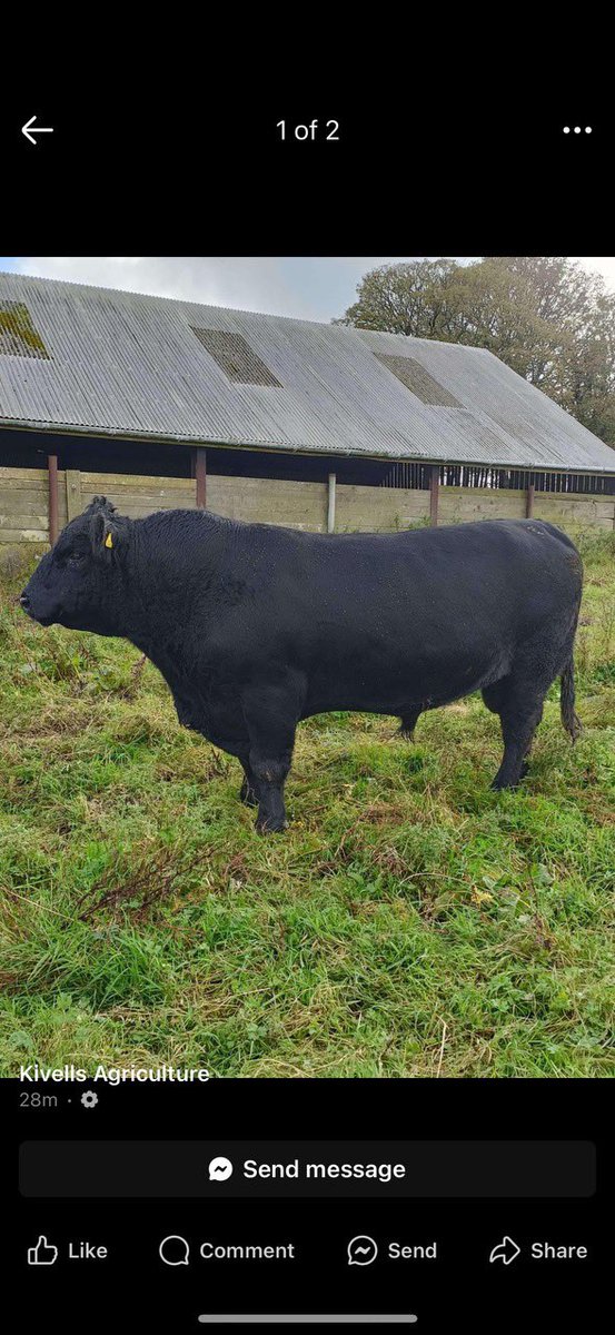 Breeding bulls for sale !!! All TB tested &amp; ready to go 👍1 x Ped Limousine 21 mo, 1 x Red Aberdeen Angus 7 yo &amp; 1 Aberdeen Angus 4 yo all Full Pedigree with certificates. <a href="/fanatical100/">WMG 🏸🏏🏈⚽️🏓🎾🎱⛳️</a>  <a href="/edd_hosking/">Edd Hosking</a> <a href="/Trinkdairy/">Trink Dairy</a> <a href="/oliviaedson/">Olivia Edson</a> <a href="/hammett_peter/">Peter Hammett</a> <a href="/HichensDavid/">David Hichens</a> <a href="/SouthWestFarmer/">South West Farmer</a>