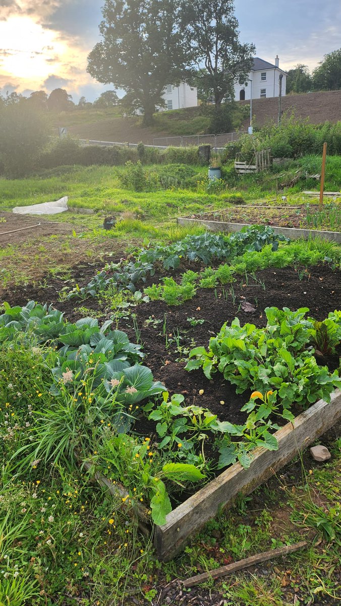 fermanaghomagh's tweet image. 🌎#EuropeanWeekForWasteReduction
🍎Today we&apos;re showcasing Riverside Allotments #Ballinamallard who are taking action to reduce food waste by growing their own vegetables, soft fruits &amp;amp; herbs

🌟Each year they try growing something new
To read more👉bit.ly/FOFoodWasteAct… 

#FODC
