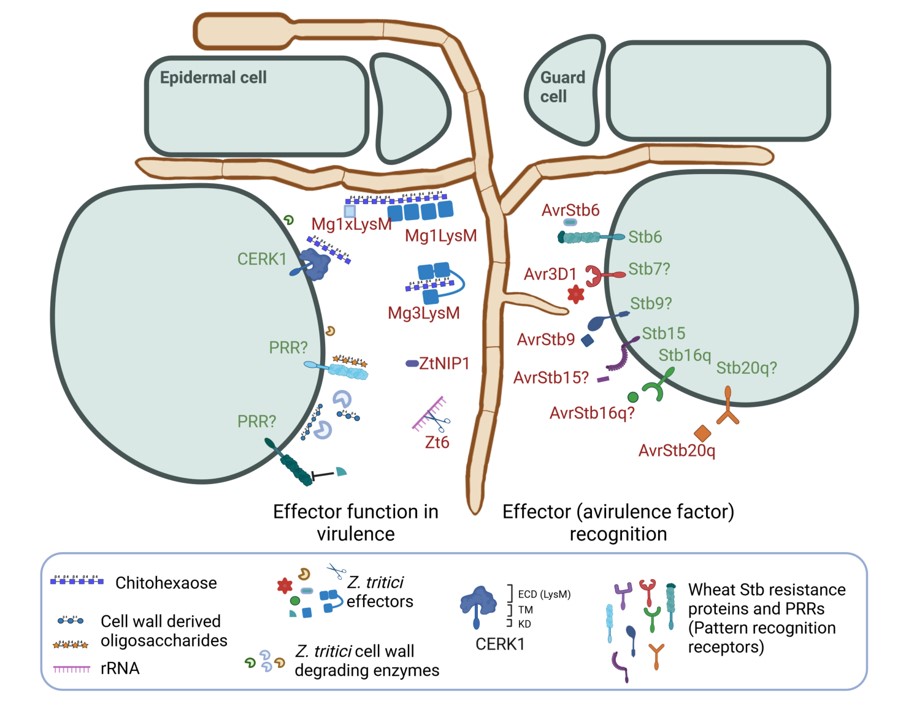 Frédéric Suffert (@wheatpath) on Twitter photo The molecular dialogue between #Zymoseptoria tritici and #wheat
doi.org/10.1094/MPMI-0… <a href="/AndreaSVallet/">Andrea SanchezVallet</a> <a href="/ghjkema/">Gert Kema</a> <a href="/CcileLorrain/">Cécile Lorrain</a> The molecular dialogue between #Zymoseptoria tritici and #wheat
doi.org/10.1094/MPMI-0… <a href="/AndreaSVallet/">Andrea SanchezVallet</a> <a href="/ghjkema/">Gert Kema</a> <a href="/CcileLorrain/">Cécile Lorrain</a>