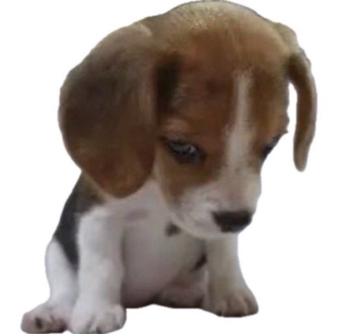 cachorro (@cachorrocore) on Twitter photo 