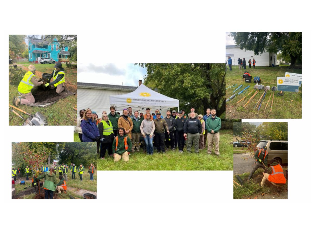 Cleveland Neighborhood Progress (@cleprogress) on Twitter photo Volunteers helped to plant 30 trees on Korman Avenue with St. Clair Superior Development Corp, @WRLConservancy, and <a href="/ClevelandClinic/">Cleveland Clinic</a> last month! 🌳 State + regional partners also came to support this work: <a href="/OhioEPA/">Ohio EPA</a>, <a href="/OhioLakeErie/">Ohio Lake Erie Commission</a>, Great Lakes St. Lawrence Governors & Premiers 👏 Volunteers helped to plant 30 trees on Korman Avenue with St. Clair Superior Development Corp, @WRLConservancy, and <a href="/ClevelandClinic/">Cleveland Clinic</a> last month! 🌳 State + regional partners also came to support this work: <a href="/OhioEPA/">Ohio EPA</a>, <a href="/OhioLakeErie/">Ohio Lake Erie Commission</a>, Great Lakes St. Lawrence Governors & Premiers 👏