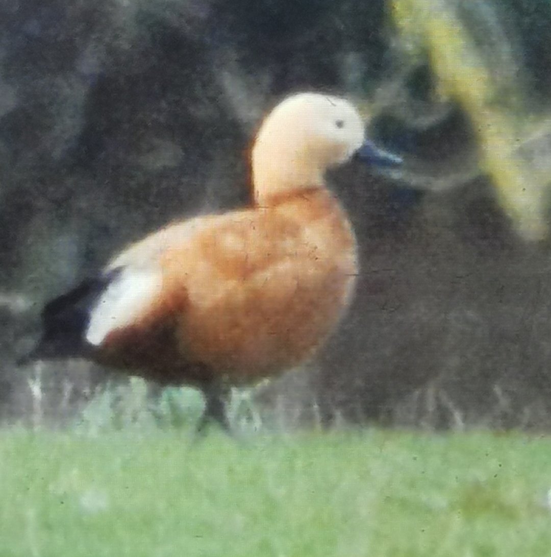 CRAIG LINFORD tweet media