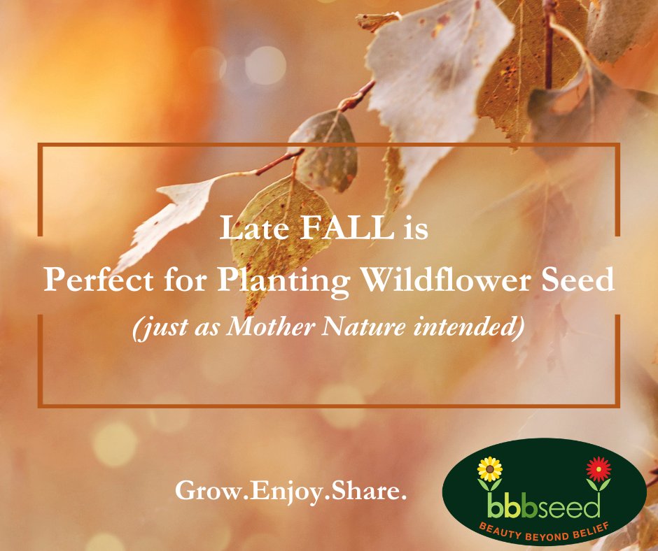 BBB Seed (@bbbseed) on Twitter photo 