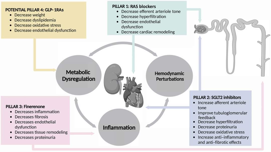 🔴Diabetic Nephropathy: Update on Pillars of Therapy Slowing Progression #openaccess #2023Review

🏛 4 Pillars of Therapy 
         1. RAASi
         2. SGLT2i
         3. NS-MRA - Finerenone
         4. GLP-1RA - Semaglutide

diabetesjournals.org/care/article/4…