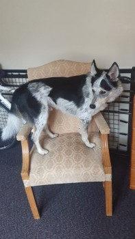 millypod1's tweet photo. 🆘18 NOV 2024 #Lost ANGUS #ScanMe #Tagged
Black & White Collie Cross Male
Redford Barracks Redford Road side #Colinton #Edinburgh #Scotland #EH13
https://t.co/EZNot49GM2 https://t.co/Qt8ABaXIpf