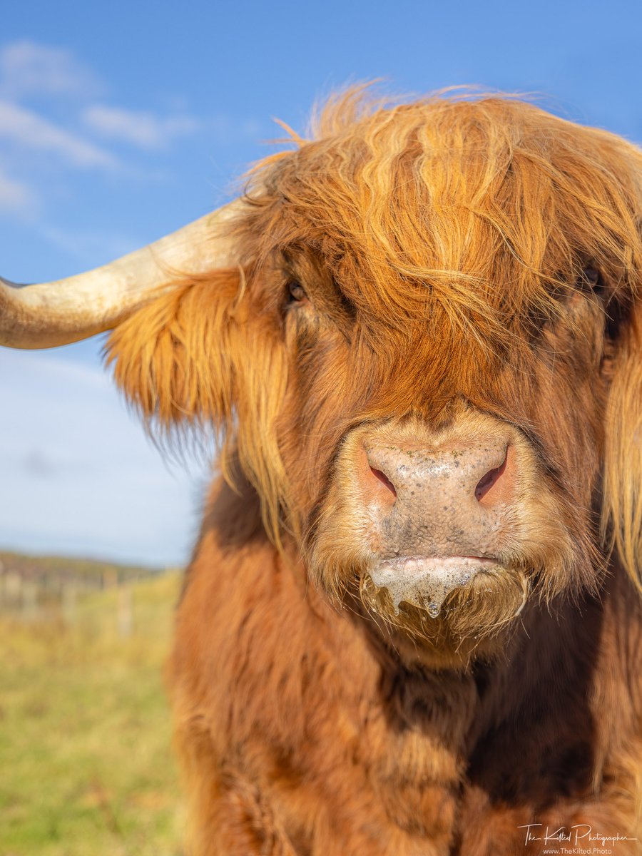 TheKiltedPhoto's tweet photo. A #coosday for Murdo 💙
#Murdo #CastleRoy #Scotland #VisitScotland #Coo #HighlandCoo
@VisitScotland https://t.co/yhOSWlEgGS