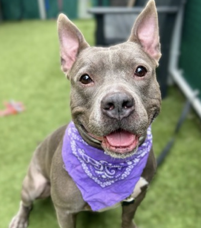 NMBewitched's tweet photo. Iron Titus💔
Kill Command #NYCACC
I still believe in this #Senior pup
Yes, he is stressed in his cage
Tired of only 1/2hr of attention a day
I believe in the volunteers that adore him
I believe in his life, do you?
Pls #Pledge #Foster https://t.co/n1vophBGSB