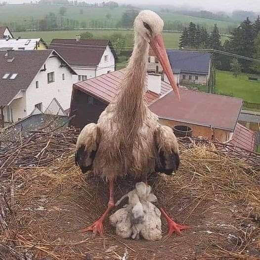 Un père cigogne solitaire a été laissé seul avec quatre cigognes après la mort de leur mère Heureusement, il a accepté l'aide des gens et maintenant, trois fois par jour, un homme monte sur le nid et nourrit les bébés et le père !