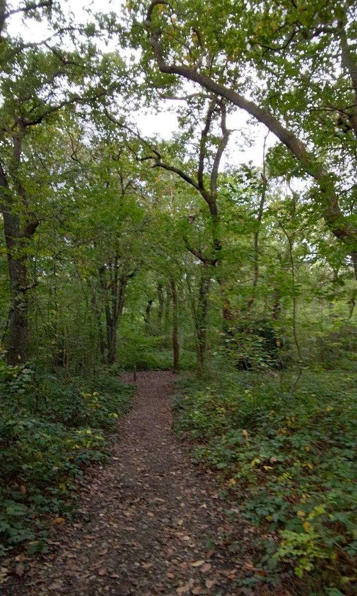 julia62082's tweet photo. On the way to a farm, but stopped off for some unexpected lovely scenic views in ancient Oxleas meadows and woodlands (dating back to over 8,000 years ago.) A bit muddy back in October, but really fresh air quality. 
#OxleasWoods #SoutheastLondon #ShootersHill https://t.co/UtkYwxAwV5