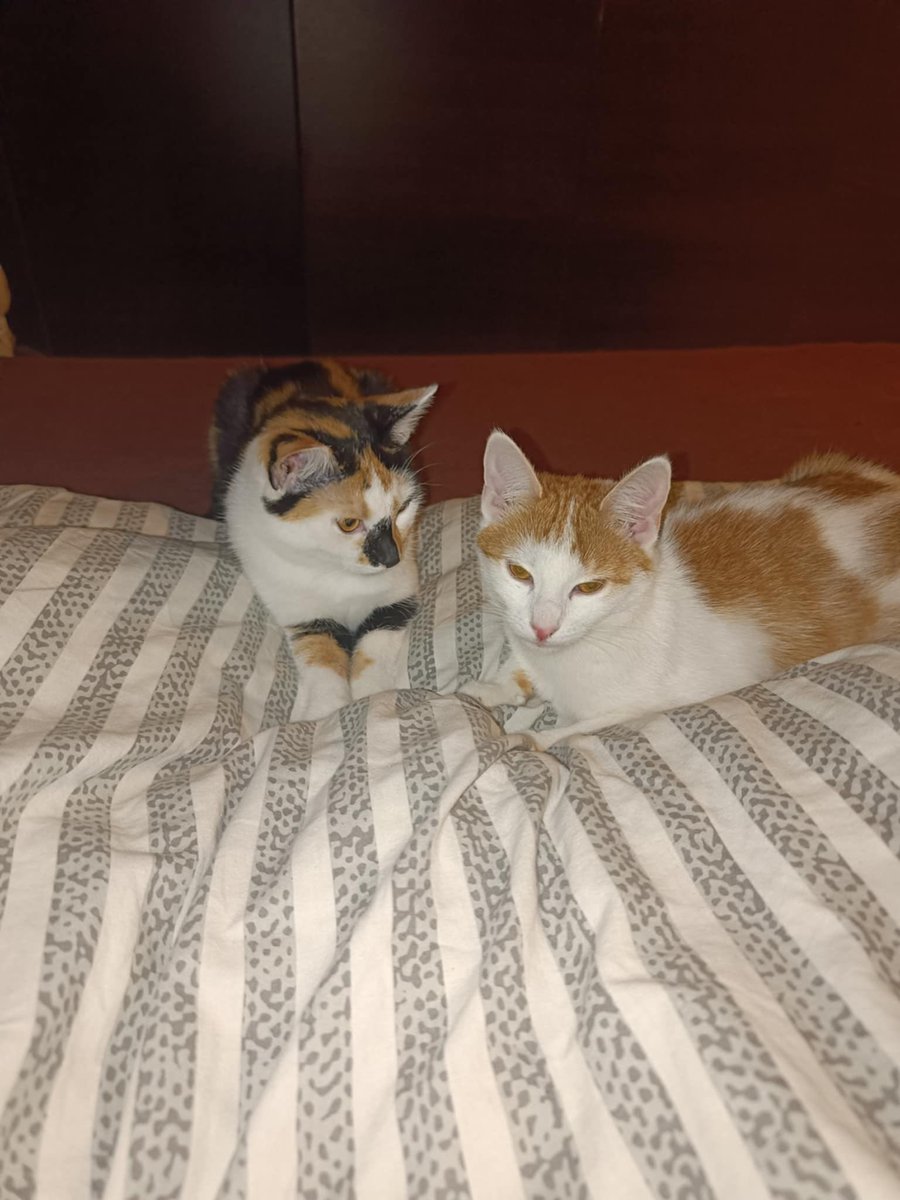 Khm khm, takie dwie dziewczynki ze Szczekocin szukają domku. Milusie, młode, najlepiej w duecie, bo są bardzo przywiązane do siebie.

Zorganizuję transport, jeśli będzie potrzebny. Proszę o RT