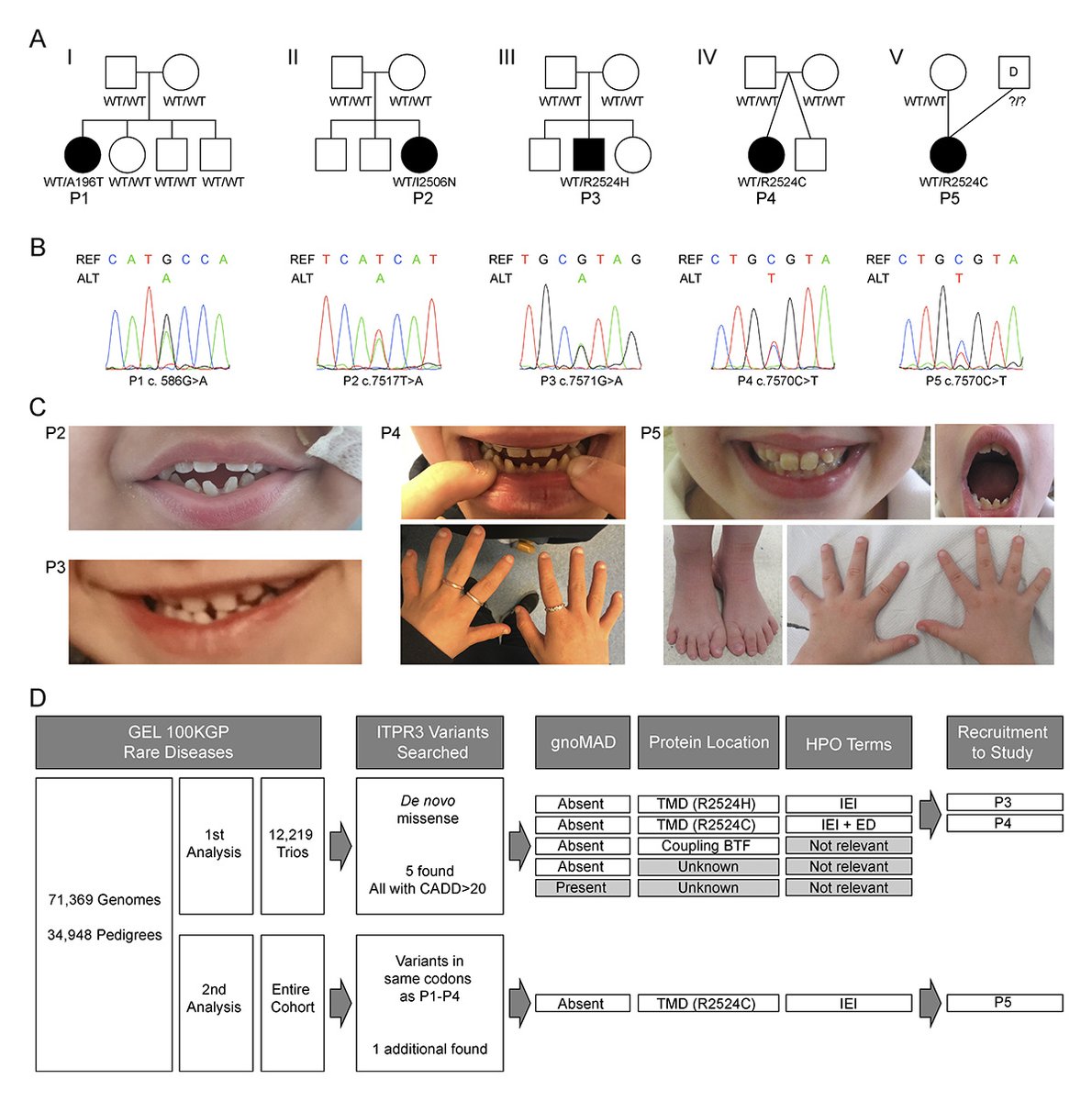 .@Leny_blanco, <a href="/alexyema/">Alex Yema Kreins</a> <a href="/UCLchildhealth/">UCL Great Ormond Street Institute of Child Health</a> and colleagues show that dominant negative variants in ITPR3, encoding a subunit of the IP3 receptor, cause Ca²⁺ channel leakiness resulting in ER store depletion and impaired T cell Ca²⁺ dynamics. hubs.la/Q02YM5cn0