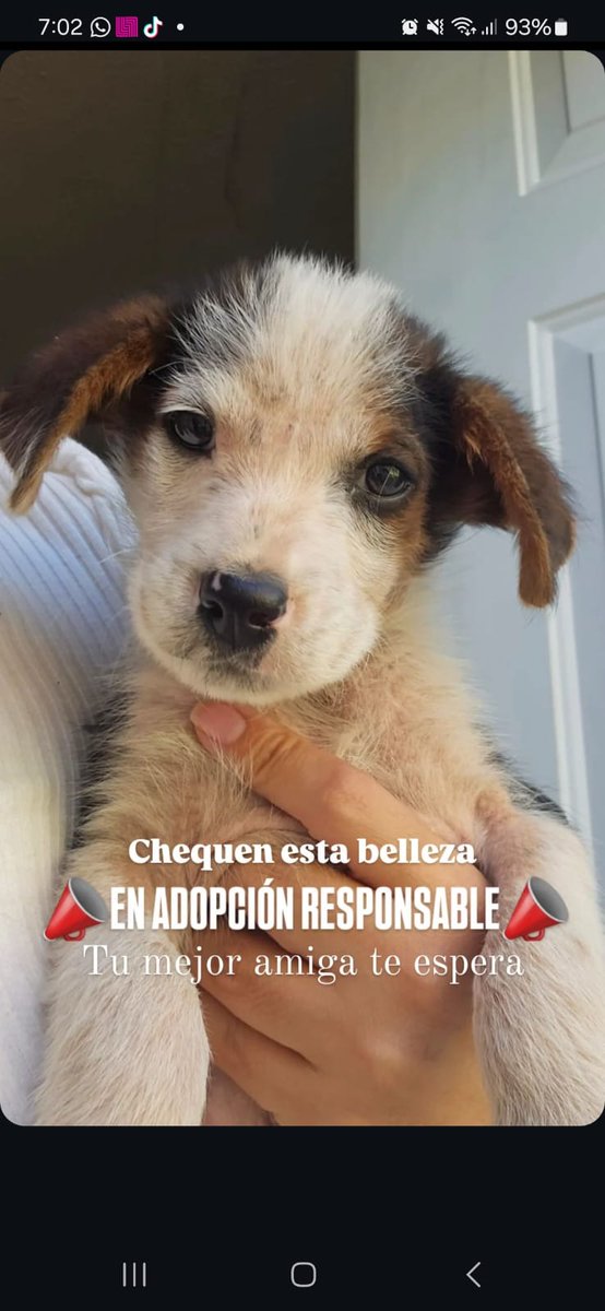 mi_homonimo's tweet photo. Gente, se está dando en adopción esta pequeña, tiene 3 meses, es super cariñosa, muy limpia y sobre todo está buscando un lugar donde la quieran mucho.
Estoy en León Gto. pero si se necesita se puede llevar a ciudades cerca. https://t.co/zqvvPnjhQm