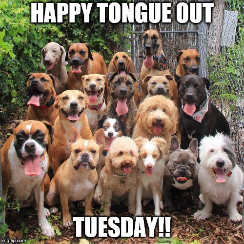 storey_dawn's tweet photo. @jtherapydog Happy Tongue Out Tuesday DJ! Your TOT picture is Exceptional. 👏🐾🦴 Enjoy your adventures and have a Terrific Day! https://t.co/qqWFTFDwf1