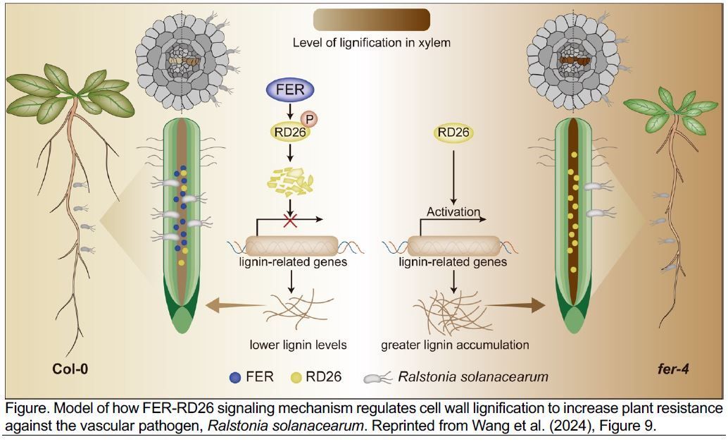 IN BRIEF:  Tackling vascular wilt disease: A signaling cascade to strengthen the plant cell wall (Shanice S Webster) doi.org/10.1093/plcell… <a href="/shanice_web/">Shanice Webster</a> <a href="/ASPB/">ASPB</a> #PlantSci