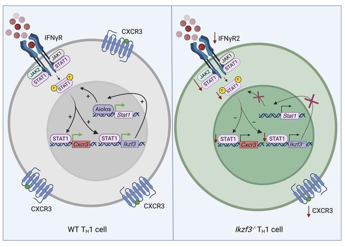 Aiolos promotes CXCR3 expression on TH1 cells via positive regulation of IFNγ/STAT1 signaling <a href="/JCI_insight/">JCI insight</a> <a href="/OestreichLab/">The Oestreich Lab</a> 
insight.jci.org/articles/view/…