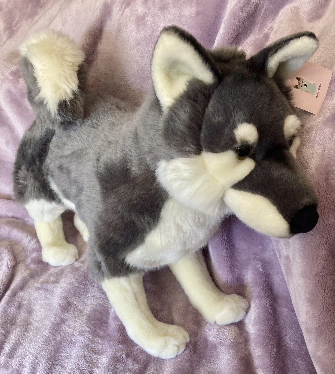 Pawswolfdog's tweet image. Selling some NWT PrimeShiba plush wolf dogs, Ace (brown) is $33” long, Alue is 23” long. Both $100ea plus (US only) shipping. DM to claim #plushforsale #plushsale #wolfplush #dogplush #plushies RTs=💗