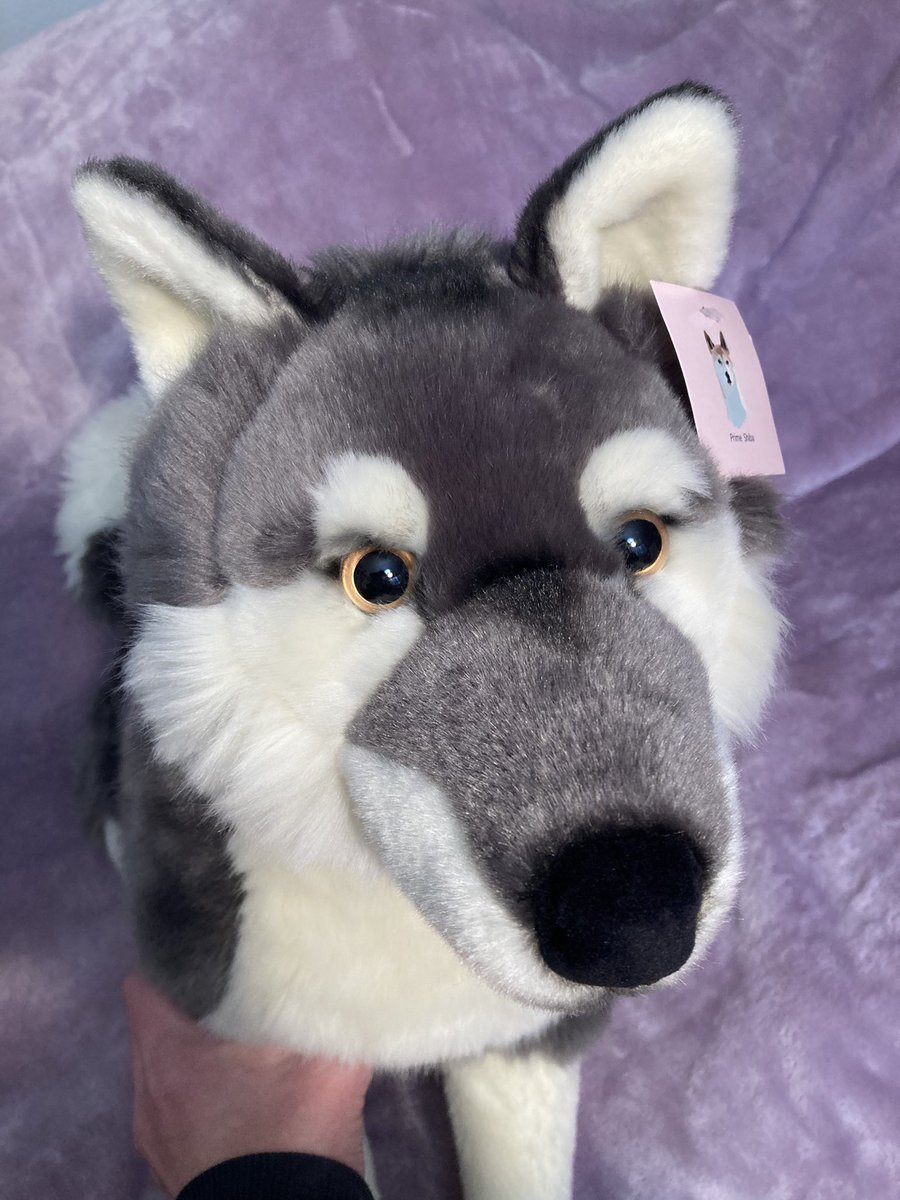 Pawswolfdog's tweet image. Selling some NWT PrimeShiba plush wolf dogs, Ace (brown) is $33” long, Alue is 23” long. Both $100ea plus (US only) shipping. DM to claim #plushforsale #plushsale #wolfplush #dogplush #plushies RTs=💗