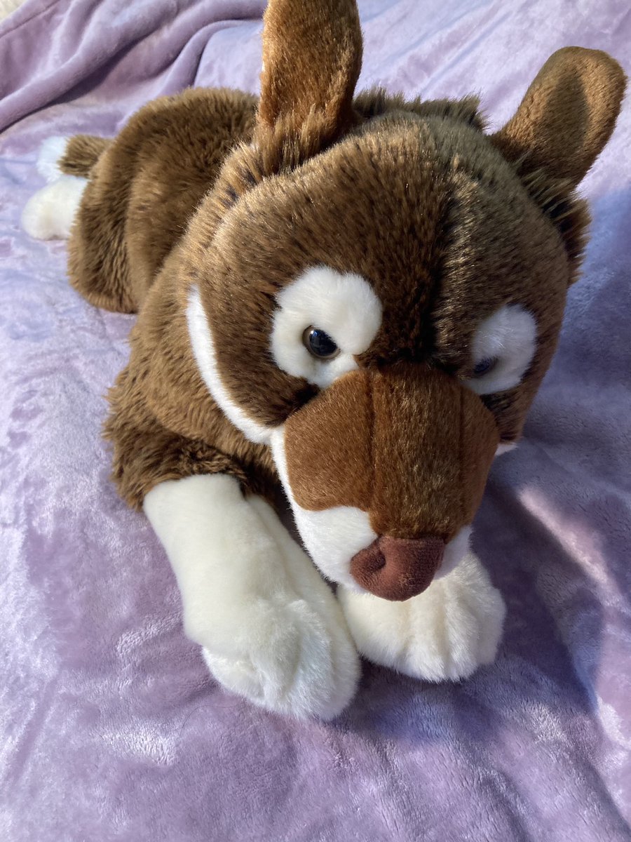 Pawswolfdog's tweet image. Selling some NWT PrimeShiba plush wolf dogs, Ace (brown) is $33” long, Alue is 23” long. Both $100ea plus (US only) shipping. DM to claim #plushforsale #plushsale #wolfplush #dogplush #plushies RTs=💗