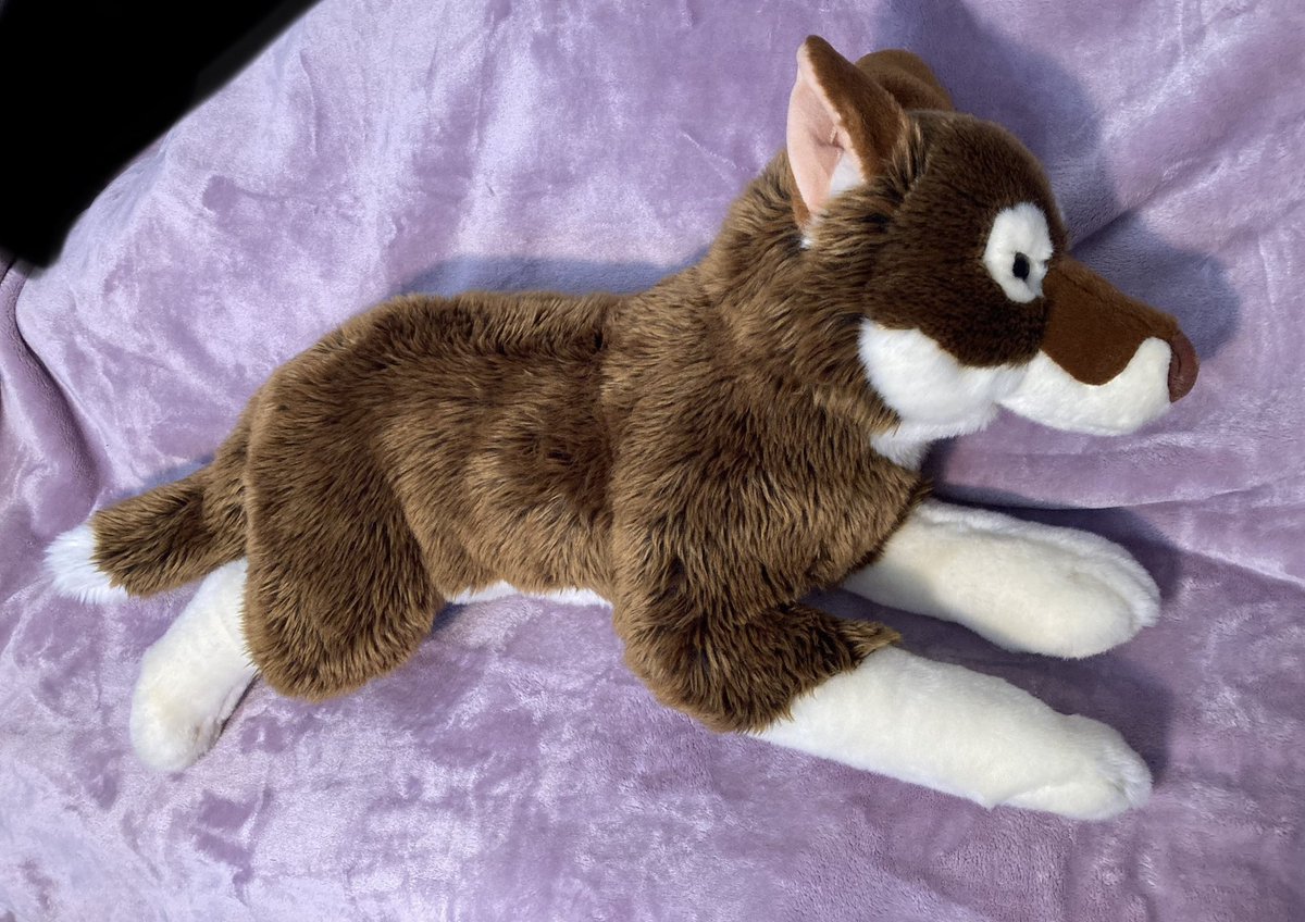 Pawswolfdog's tweet image. Selling some NWT PrimeShiba plush wolf dogs, Ace (brown) is $33” long, Alue is 23” long. Both $100ea plus (US only) shipping. DM to claim #plushforsale #plushsale #wolfplush #dogplush #plushies RTs=💗