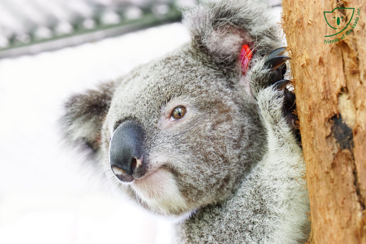 Bardlee1's tweet photo. @talkingkoala @Friends_Koala 2021 https://t.co/BzsPVr3jSS
