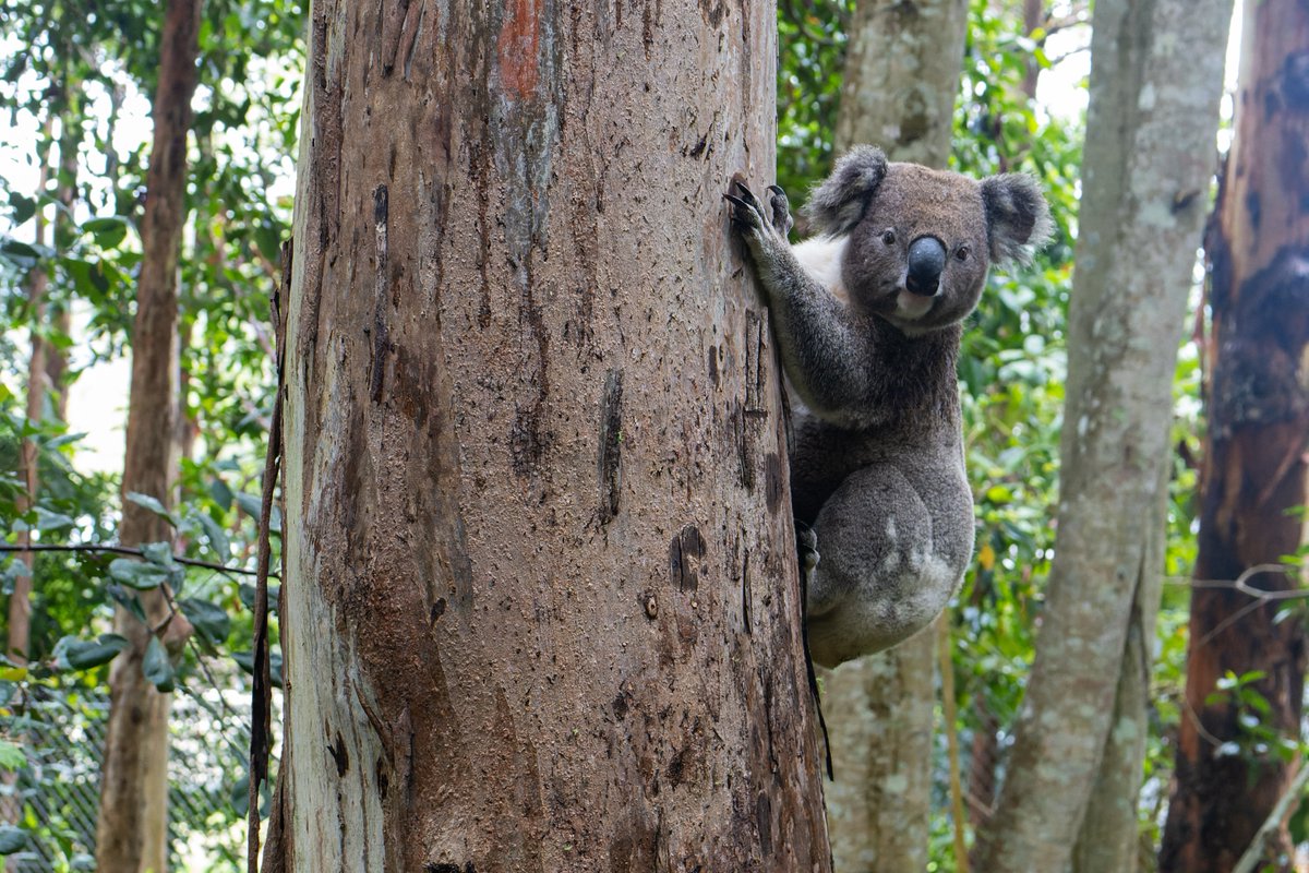 Bardlee1's tweet photo. @CreakingG @talkingkoala @Friends_Koala Yes that's why I do it They must never be forgotten. I'm pretty sure I have the worlds largest collection of Koala photos. https://t.co/EPzJOfWcey