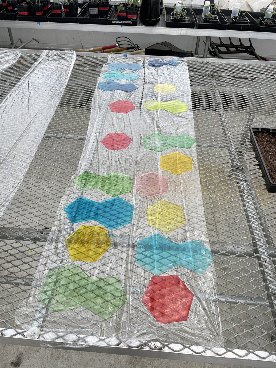Rachel Sanders (@sandersgisa) on Twitter photo Bioresearch wrapped up Making Biodiesel lab by making Bio-based Plastic using the waste glycerin….can you tell what structure we are going to create as we move into our genetics unit? More pictures to come <a href="/GIAcademy/">Global Impact STEM Academy</a> <a href="/OhioSoybean/">Ohio Soybean Association</a> <a href="/grownextgen/">GrowNextGen</a> Bioresearch wrapped up Making Biodiesel lab by making Bio-based Plastic using the waste glycerin….can you tell what structure we are going to create as we move into our genetics unit? More pictures to come <a href="/GIAcademy/">Global Impact STEM Academy</a> <a href="/OhioSoybean/">Ohio Soybean Association</a> <a href="/grownextgen/">GrowNextGen</a>