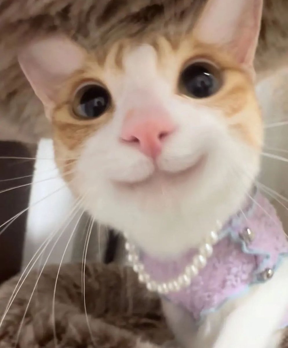 PunchingCat's tweet image. hi :3