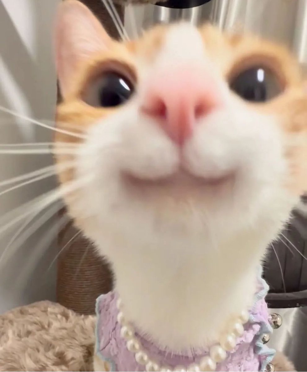 PunchingCat's tweet image. hi :3