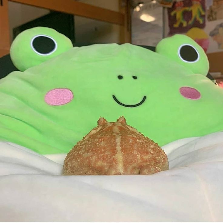 nocontextfrogs's tweet photo. https://t.co/W43pv7MMf8