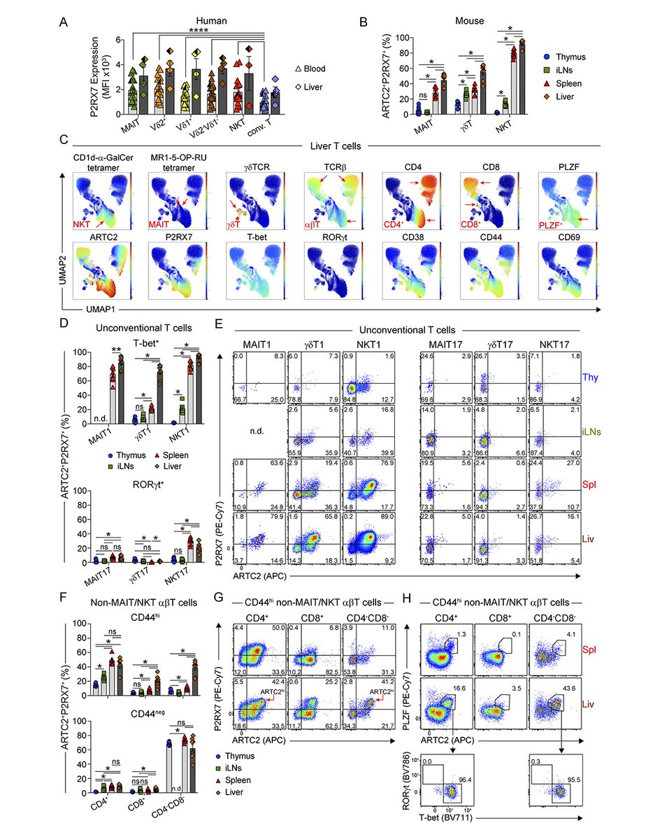 Xu, <a href="/_fernace/">Fern Koay 郭</a> et al. <a href="/TheDohertyInst/">Doherty Institute</a> reveal that the ARTC2–P2RX7 regulatory axis is a key modulator of unconventional T-cell survival, showing how this pathway selectively influences innate-like, IFN-γ and IL-4 co-producing T cells. hubs.la/Q02YM2N90

#LymphocyteBiology