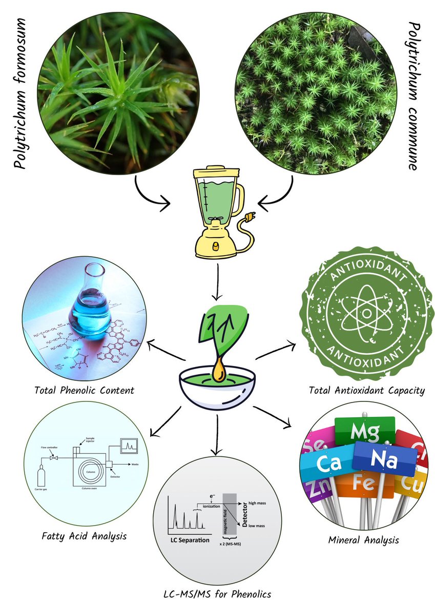 BioResJournal's tweet image. #Research by Onur Tolga OKAN: Chemical constituents &amp;amp; #bioactivity studies of two Polytrichaceae species, Polytrichum formosum Hedw &amp;amp; Polytrichum commune

buff.ly/3YTDyw1

#BioResJournal #OpenAccess #Phenolic #fattyacid #bioactive #antioxidant #antimicrobial #biomolecule