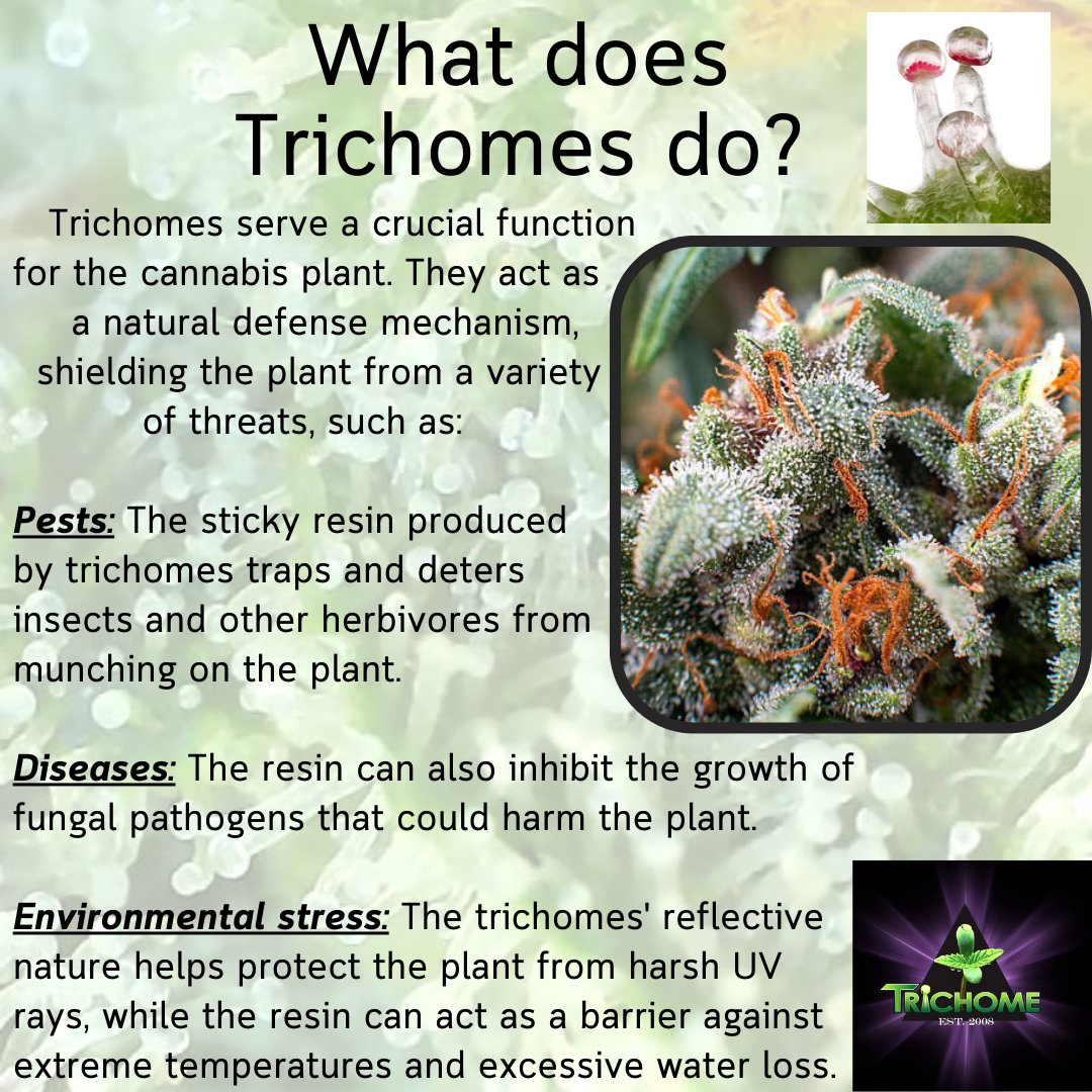 thcmed's tweet image. What does Trichomes do? Why are they important? The Trichomes act as a natural defense mechanism for the plant. It shields the plant from threats like pests, diseases, and environmental stress.
#trichometuesday #defensemechanism  #weedknowledge #thcmed #trichomehealthconsultants