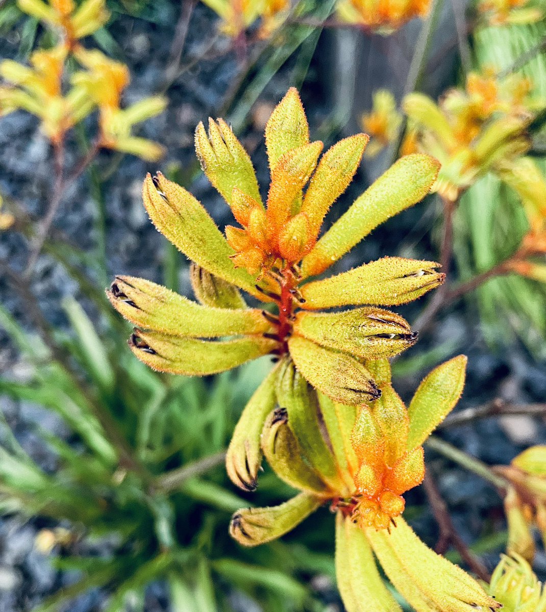 WatchingCryptYo's tweet image. Australian Native Kangaroo Paw 🌼 

NOW by XROFX

#nativeflora #NaturePhotography