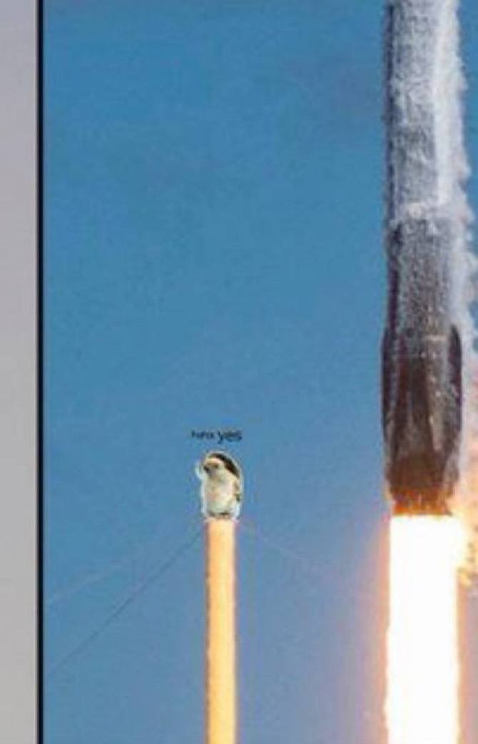 HahaYes, Tesla's Hedgehog Mascot tweet media