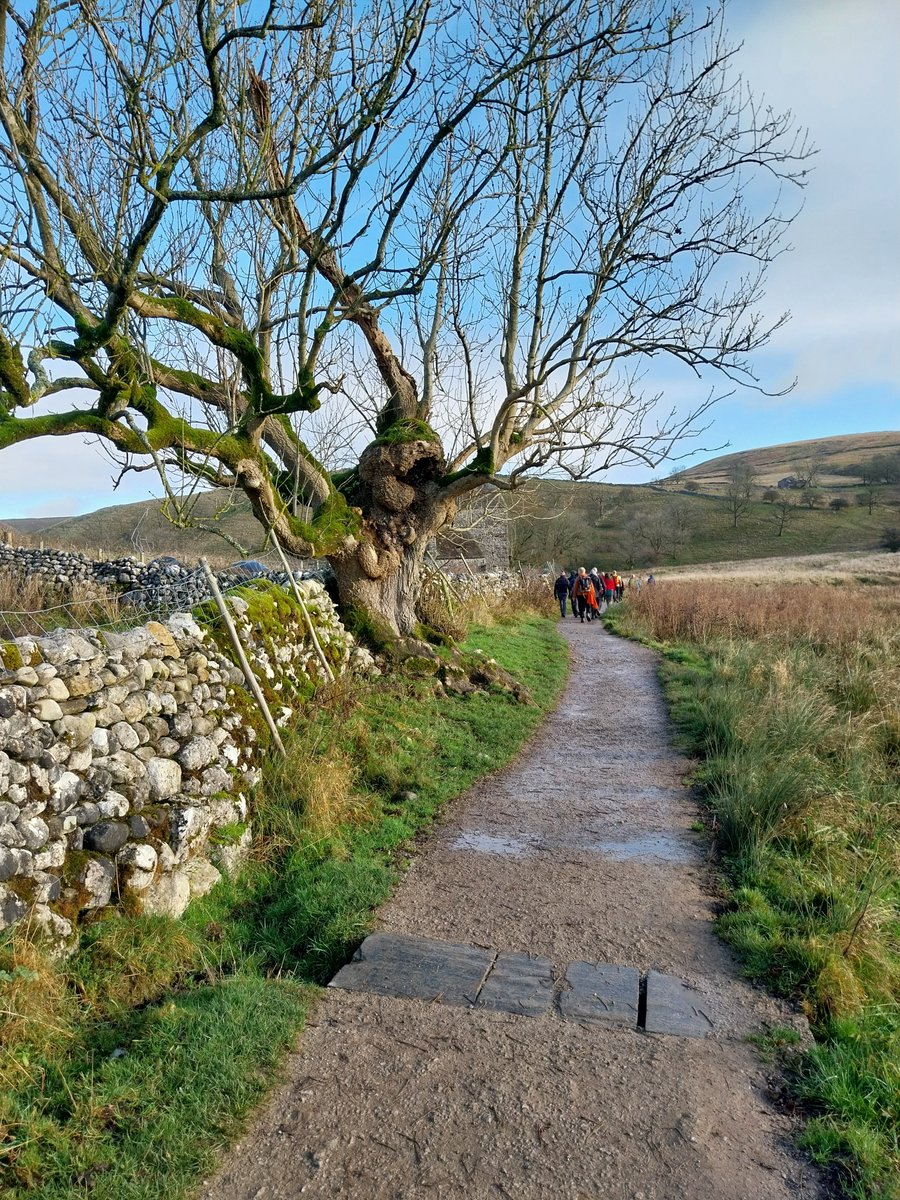 Monster veteran ash #tree in #Malham this weekend. #thicktrunktuesday  <a href="/TheTreeCouncil/">The Tree Council</a> <a href="/WoodlandTrust/">WoodlandTrust</a> @forestrye